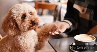 Cafeterías Pet-Friendly en Caracas