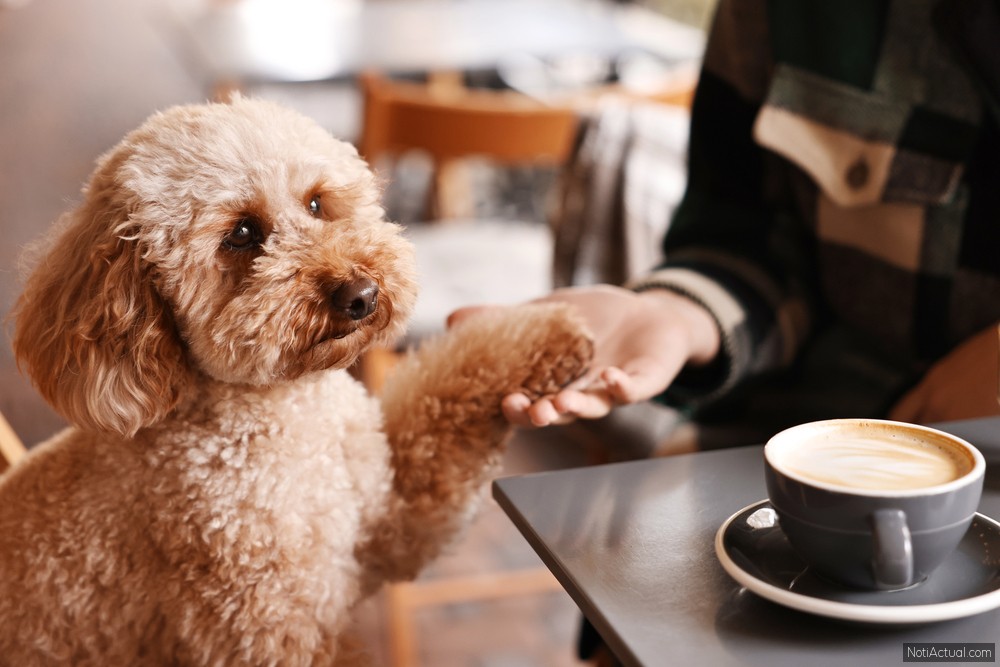 Cafeterías Pet-Friendly en Caracas