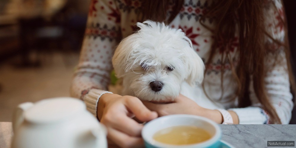 Cafeterías Pet-Friendly en Maracaibo