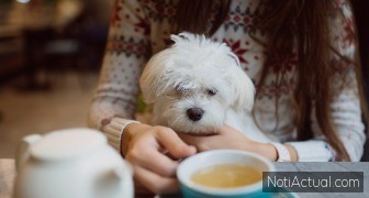 Cafeterías Pet-Friendly en Maracaibo