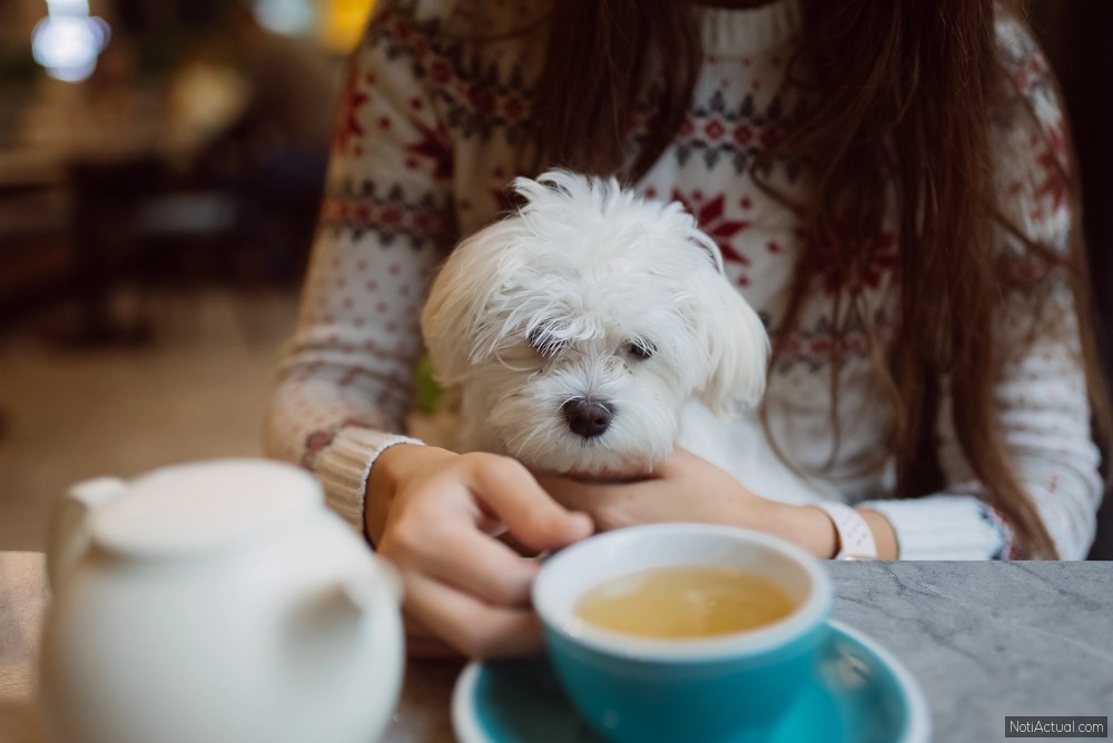 Cafeterías Pet-Friendly en Maracaibo