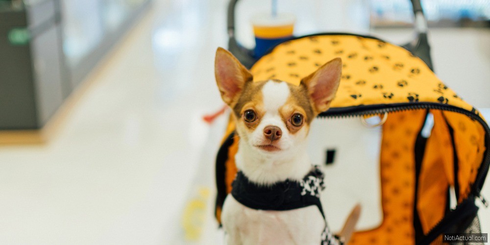 Centros Comerciales Pet Friendly en Caracas