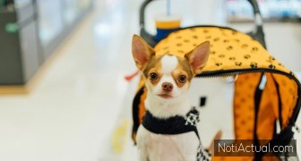 Centros Comerciales Pet Friendly en Caracas