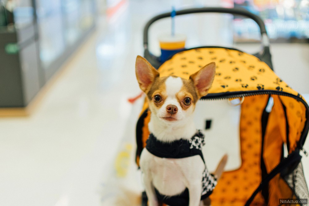Centros Comerciales Pet Friendly en Caracas