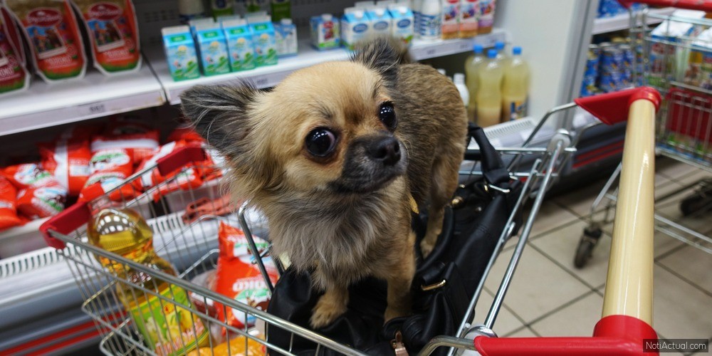 Supermercados Pet Friendly en Caracas