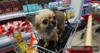 Supermercados Pet Friendly en Caracas