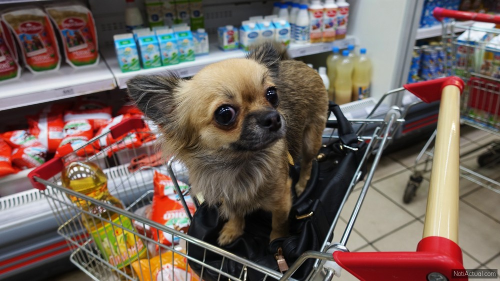 Supermercados Pet Friendly en Caracas